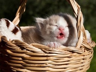 Обои кошка, сон, котенок, малыш, язык, корзинка, cat, sleep, kitty, baby, language, basket разрешение 2089x1261 Загрузить