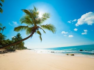Обои пляж, пальмы, тропики, beach, palm trees, tropics разрешение 2980x1983 Загрузить