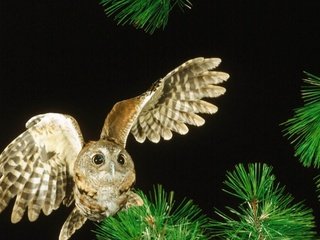 Обои ночь, сова, дерево, птица, night, owl, tree, bird разрешение 2560x1440 Загрузить