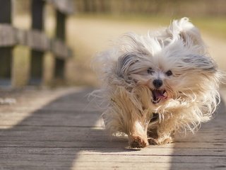 Обои настроение, мост, собака, гаванский бишон, пробежка, mood, bridge, dog, the havanese, run разрешение 1920x1280 Загрузить