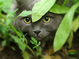 Обои морда, трава, кот, кошка, взгляд, охота, желтые глаза, face, grass, cat, look, hunting, yellow eyes разрешение 1920x1080 Загрузить