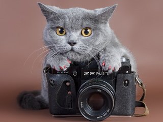 Обои кот, кошка, камера, ноготки, cat, camera, marigolds разрешение 2560x1600 Загрузить