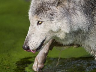 Обои вода, хищник, язык, волк, тина, млекопитающее, морда.профиль, water, predator, language, wolf, tina, mammal, face.profile разрешение 2048x1363 Загрузить