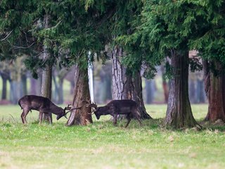 Обои трава, деревья, лес, животные, борьба, игра, рога, олени, grass, trees, forest, animals, fight, the game, horns, deer разрешение 2048x1365 Загрузить