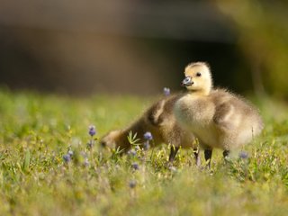 Обои цветы, трава, птицы, птенцы, канадская казарка, канадский гусь, flowers, grass, birds, chicks, the canada goose, canadian goose разрешение 2048x1366 Загрузить