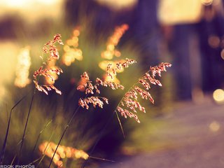 Обои трава, закат, лето, колоски, боке, солнечный свет, grass, sunset, summer, spikelets, bokeh, sunlight разрешение 2000x1333 Загрузить