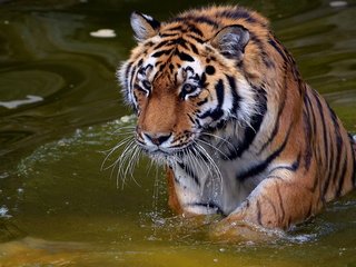 Обои тигр, вода, хищник, купание, дикая кошка, tiger, water, predator, bathing, wild cat разрешение 1920x1200 Загрузить