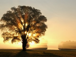 Обои свет, деревья, солнце, дерево, лучи, утро, поле, рассвет, light, trees, the sun, tree, rays, morning, field, dawn разрешение 3008x2000 Загрузить