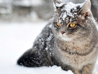 Обои снег, зима, кот, кошка, полосатик, snow, winter, cat, pinstripes разрешение 1920x1080 Загрузить