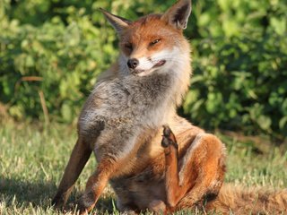 Обои трава, взгляд, рыжая, лиса, сидит, лисица, grass, look, red, fox, sitting разрешение 2560x1600 Загрузить