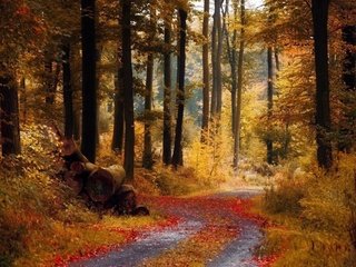 Обои дорога, деревья, природа, лес, листва, осень, бревна, road, trees, nature, forest, foliage, autumn, logs разрешение 1920x1200 Загрузить