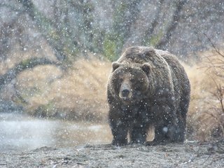 Обои река, природа, лес, медведь, камчатка, русский медведь, river, nature, forest, bear, kamchatka, russian bear разрешение 1920x1278 Загрузить