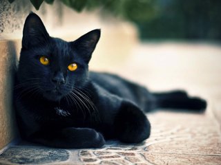 Обои глаза, кот, мордочка, кошка, смотрит, взгляд, черный, улица, лапки, legs, eyes, cat, muzzle, looks, look, black, street разрешение 2048x1356 Загрузить