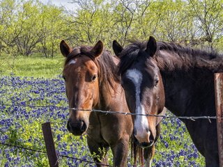 Обои цветы, деревья, забор, лошади, кони, колючая проволока, flowers, trees, the fence, horse, horses, barbed wire разрешение 1920x1200 Загрузить