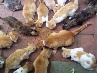 Обои кошки, корм, бродячие, бездомные, большая семья, cats, food, stray, homeless, big family разрешение 1920x1200 Загрузить