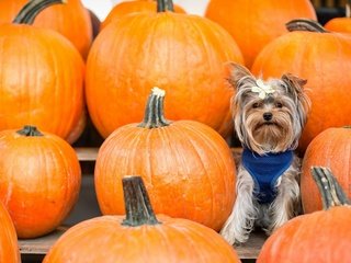 Обои фон, взгляд, тыквы, бантик, йоркширский терьер, cобака, background, look, pumpkin, bow, yorkshire terrier, dog разрешение 2137x1200 Загрузить