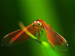 Обои глаза, фон, красная, крылья, насекомые, стрекоза, травинка, eyes, background, red, wings, insects, dragonfly, a blade of grass разрешение 2048x1360 Загрузить