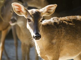 Обои глаза, олень, смотрит, уши, олени, олениха, eyes, deer, looks, ears, doe разрешение 2048x1152 Загрузить