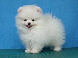 Обои белый, собака, щенок, шпиц, померанский, карликовый, white, dog, puppy, spitz, pomeranian, dwarf разрешение 1946x1292 Загрузить