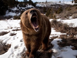 Обои снег, медведь, клыки, яростный, бушующий, snow, bear, fangs, furious, raging разрешение 2560x1600 Загрузить