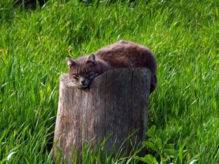 Обои трава, кот, кошка, серый, зеленая, пень, grass, cat, grey, green, stump разрешение 1920x1200 Загрузить