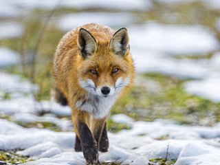 Обои трава, снег, взгляд, рыжая, лиса, лисица, grass, snow, look, red, fox разрешение 2048x1536 Загрузить