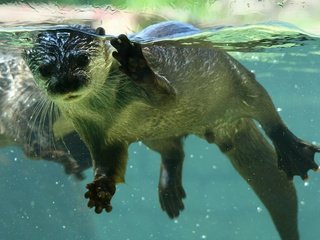 Обои вода, животные, мордочка, лапки, выдра, ницца, выдры, water, animals, muzzle, legs, otter, nice, otters разрешение 2560x1600 Загрузить