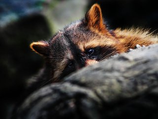 Обои глаза, мордочка, уши, бревно, енот, спрятался, eyes, muzzle, ears, log, raccoon, hid разрешение 2048x1365 Загрузить