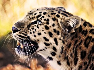 Обои морда, усы, взгляд, леопард, хищник, face, mustache, look, leopard, predator разрешение 1920x1080 Загрузить