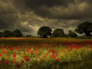 Обои цветы, деревья, природа, поле, маки, луг, ромашки, грозовое небо, flowers, trees, nature, field, maki, meadow, chamomile, stormy sky разрешение 1920x1200 Загрузить