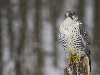 Обои снег, зима, взгляд, хищник, птица, сокол, кречет, snow, winter, look, predator, bird, falcon, merlin разрешение 2048x1486 Загрузить