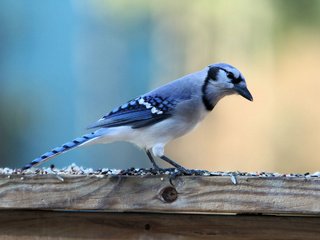 Обои птица, голубая, зерно, семечки, корм, сойка, голубая сойка, bird, blue, grain, seeds, food, jay, blue jay разрешение 3068x2159 Загрузить