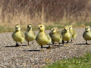 Обои дорожка, птицы, утята, утки, утка, птенцы, track, birds, ducklings, duck, chicks разрешение 1920x1200 Загрузить