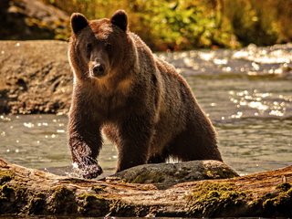 Обои вода, река, природа, медведь, water, river, nature, bear разрешение 2560x1600 Загрузить