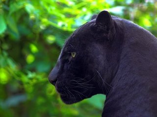 Обои природа, хищник, профиль, пантера, черная, nature, predator, profile, panther, black разрешение 1920x1200 Загрузить