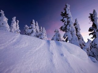 Обои деревья, снег, закат, зима, ели, trees, snow, sunset, winter, ate разрешение 1920x1200 Загрузить