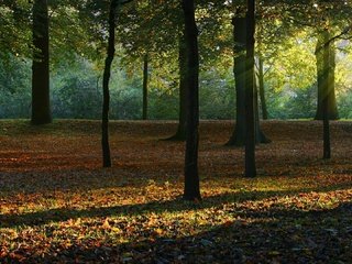 Обои деревья, природа, лес, листья, осень, солнечный свет, trees, nature, forest, leaves, autumn, sunlight разрешение 1920x1080 Загрузить