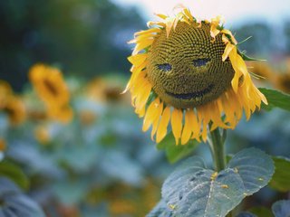 Обои природа, листья, подсолнух, krasivo, podsolnux, удыбка, nature, leaves, sunflower, ulybka разрешение 2560x1600 Загрузить