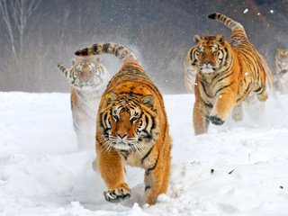 Обои тигр, зима, бегут, tiger, winter, run разрешение 2583x1722 Загрузить