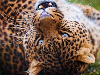 Обои морда, усы, взгляд, леопард, клыки, оскал, face, mustache, look, leopard, fangs, grin разрешение 2560x1600 Загрузить