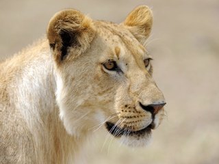 Обои морда, взгляд, хищник, львица, face, look, predator, lioness разрешение 2624x1840 Загрузить