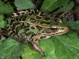 Обои вода, листья, макро, лягушка, пруд, зеленая, water, leaves, macro, frog, pond, green разрешение 2560x1600 Загрузить