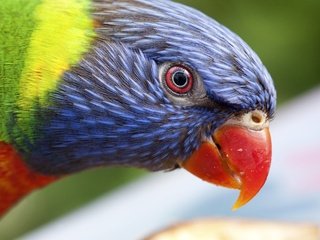 Обои птица, клюв, попугай, радужный лорикет, bird, beak, parrot, rainbow lorikeet разрешение 2643x1978 Загрузить