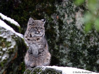 Обои снег, зима, рысь, дикая кошка, йосемитский национальный парк, snow, winter, lynx, wild cat, yosemite national park разрешение 2880x1800 Загрузить