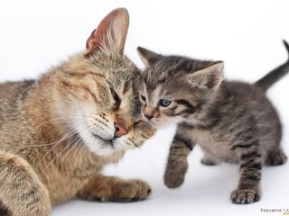 Обои кошка, котенок, любовь, нежность, cat, kitty, love, tenderness разрешение 2048x1365 Загрузить