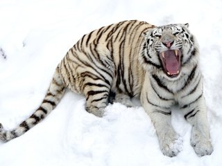 Обои тигр, снег, зима, белый, зубы, пасть, tiger, snow, winter, white, teeth, mouth разрешение 2600x1730 Загрузить