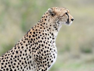 Обои морда, профиль, гепард, дикая кошка, face, profile, cheetah, wild cat разрешение 2560x1700 Загрузить