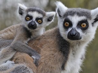 Обои животные, лемуры, детеныш, кошачий лемур, катта, ring-tailed lemur, animals, lemurs, cub, a ring-tailed lemur, katta разрешение 2560x1600 Загрузить