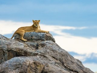 Обои небо, горы, природа, львы, львица, the sky, mountains, nature, lions, lioness разрешение 2048x1365 Загрузить