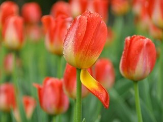 Обои цветы, бутоны, капли, лепестки, весна, тюльпаны, flowers, buds, drops, petals, spring, tulips разрешение 3400x2258 Загрузить